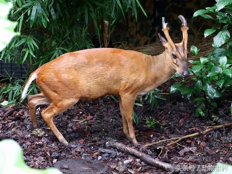 是鹿而非鹿的动物-麂
