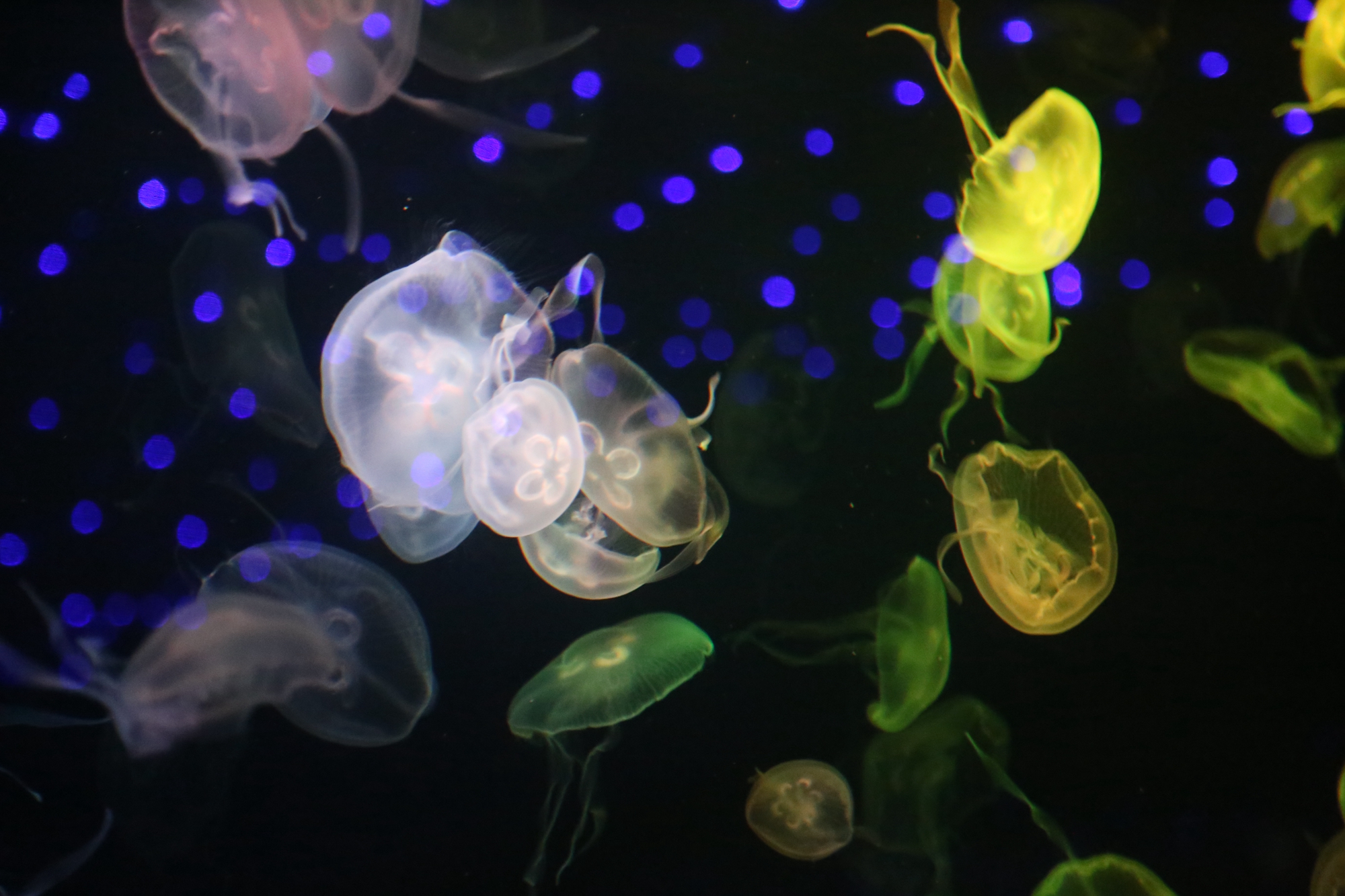 上海迪士尼值得带孩子玩吗,上海迪士尼攻略带孩子必备