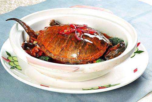 鳄龟为什么不能随便放,鳄龟不要随便放生