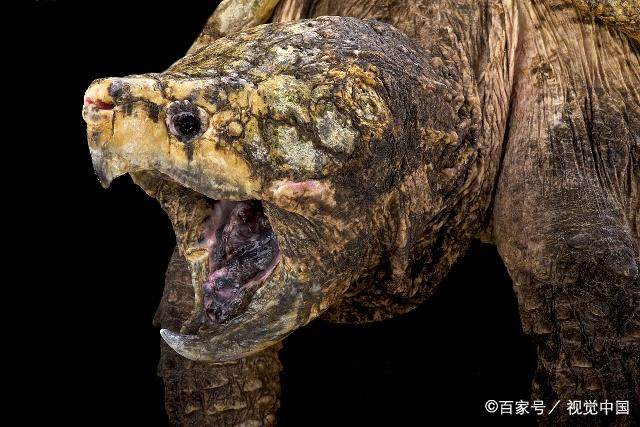 鳄龟科普视频之鳄龟可以放生吗,鳄龟为什么不能放生不能吃