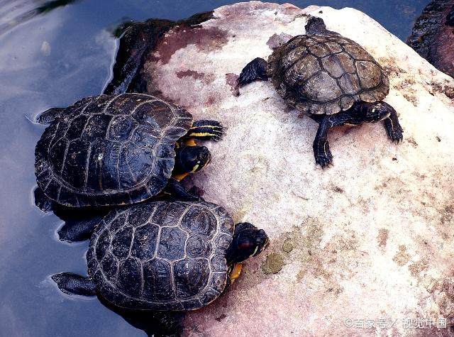 新手养龟推荐龟粮,养龟新手