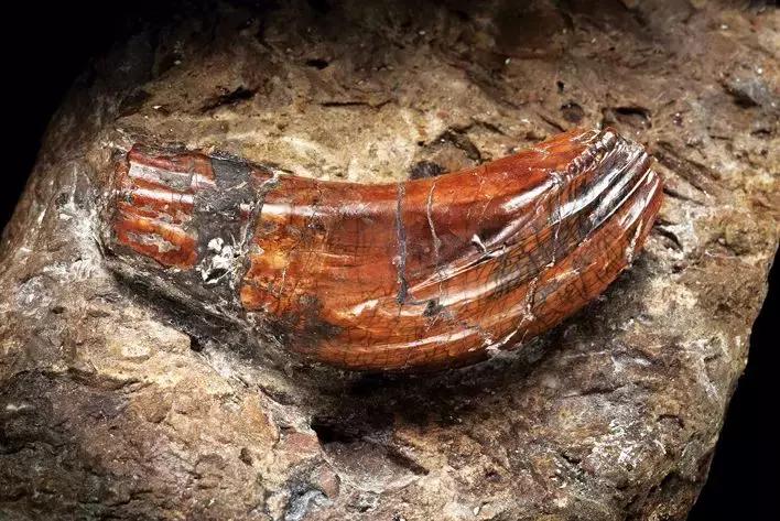 乐享全民刷馆｜跟罗熹去英国自然历史博物馆