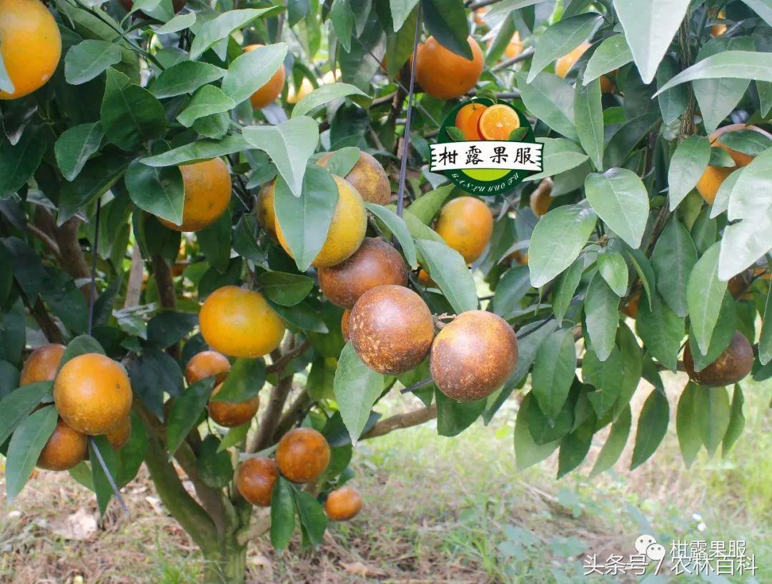 沃柑病虫害预防用药方案,沃柑果树病虫害防治怎么用药