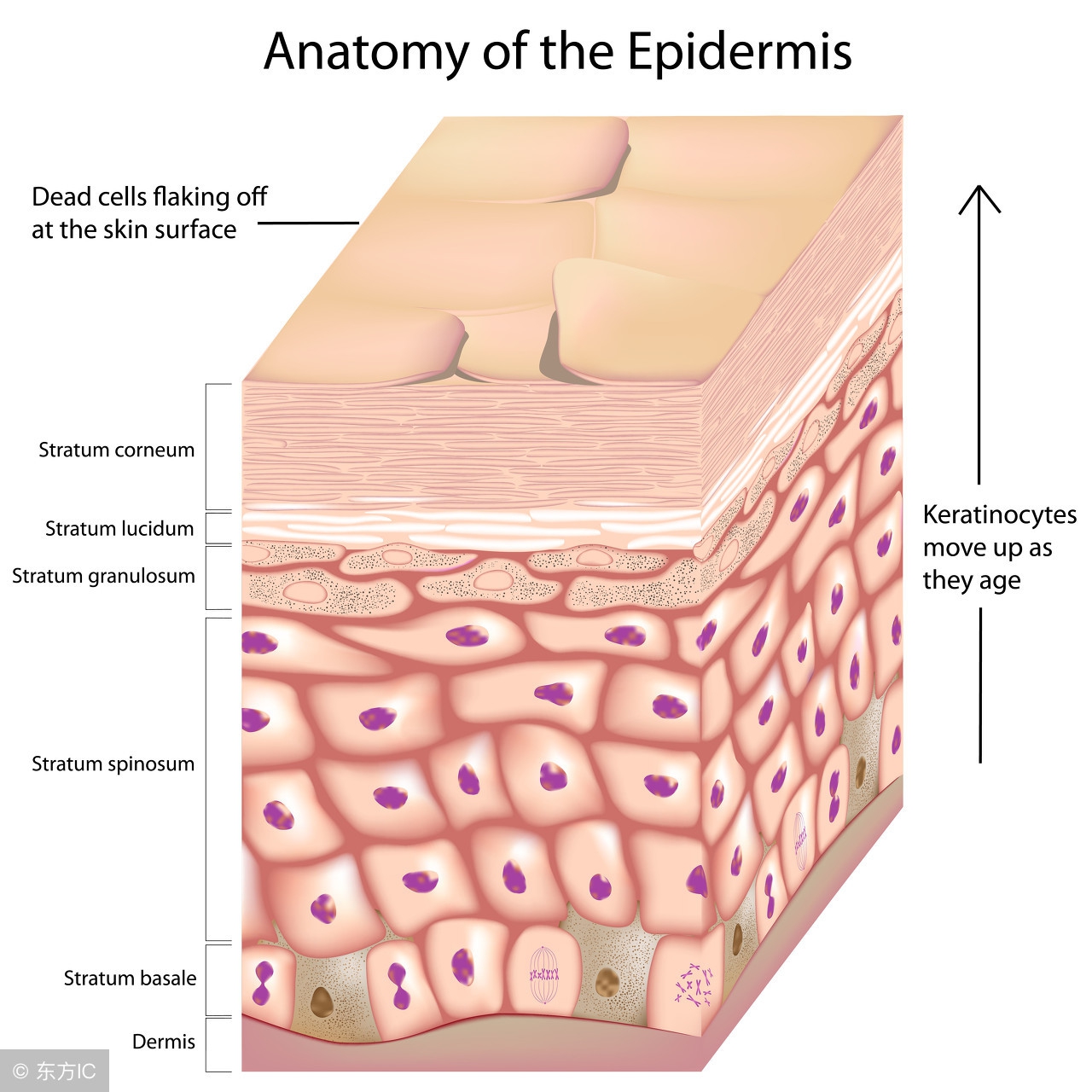 受伤了留疤了怎样消除疤痕,受伤后如何护理才能避免留疤