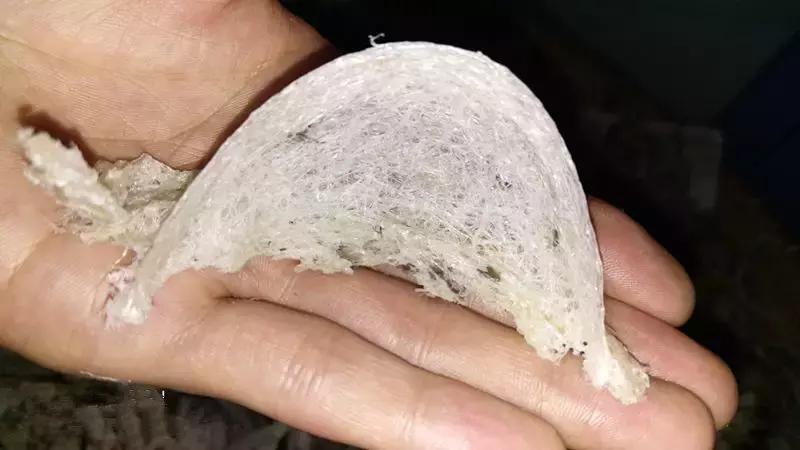 燕窝原料讲解平台,燕窝用什么品种燕窝做