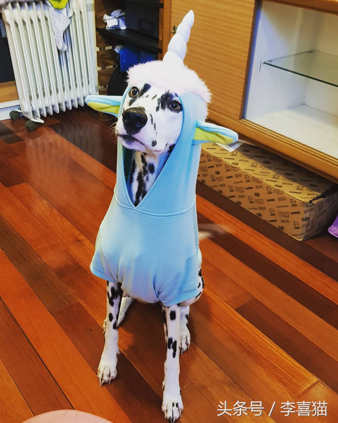 斑点狗性格特点,斑点狗为什么会脾气暴躁