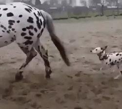 斑点狗性格特点,斑点狗为什么会脾气暴躁