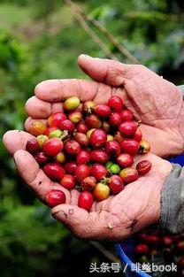 哥伦比亚咖啡特调,香醇的咖啡哥伦比亚