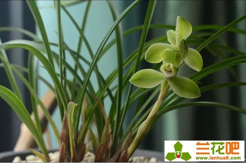 春兰四大天王宋梅价位多少,春兰四大天王宋梅分苗