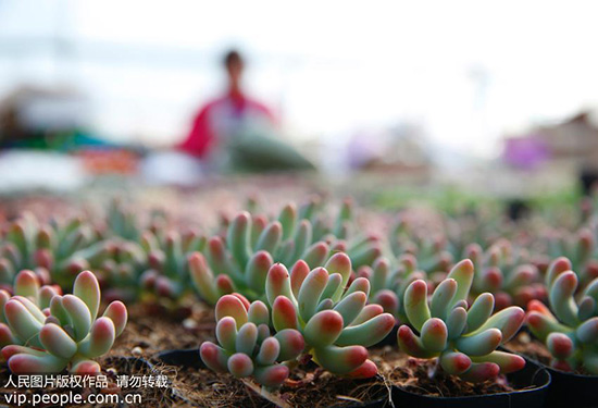 多肉植物哪些有毒,多肉植物有毒的