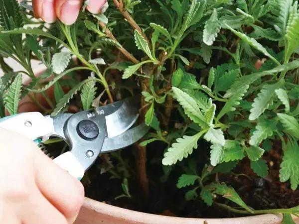 木本植物什么月份修剪最好,红背桂这种植物该如何给它修剪