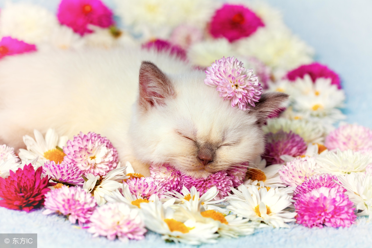 猫咪舔你是什么意思,猫咪舔爪子怎么回事