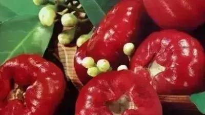 海南共享农庄批几个村庄,海南2019年首批共享农庄