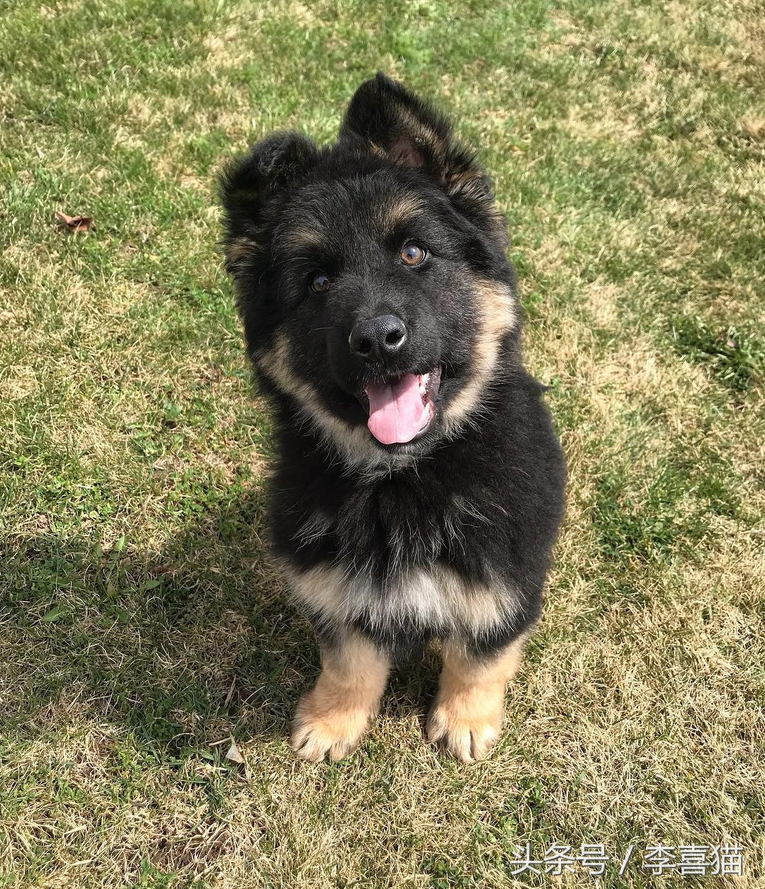 小时候的德牧小视频,德牧小时候跟小土狗一样