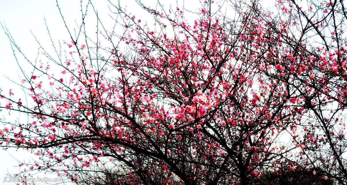 梅竹菊兰为什么叫岁寒四友,属于岁寒四君子的植物是什么