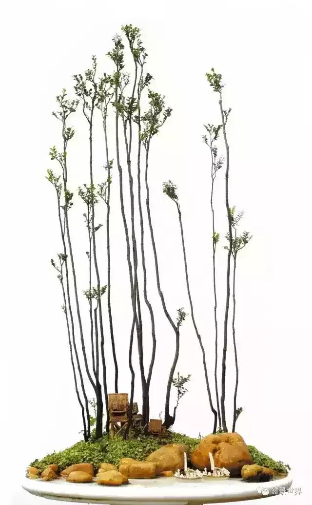 黑骨香盆景,黑骨香盆景造型视频大全
