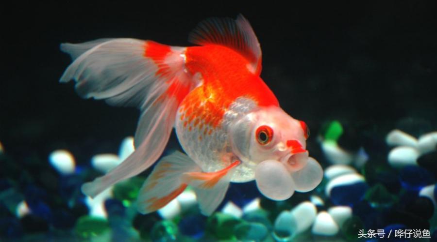 观赏鱼过量添加硝化细菌可以么,观赏鱼加了硝化细菌还需要换水吗