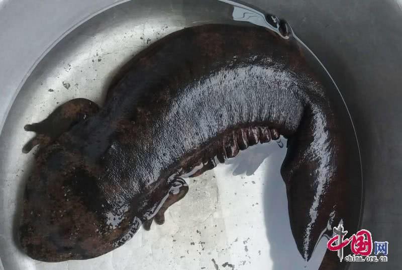 村民发现特大娃娃鱼图片,贵州一村民秧田发现野生娃娃鱼