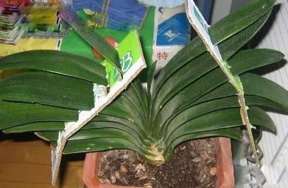 君子兰怎么摆放叶片才能不歪斜,君子兰叶片歪斜特别严重怎么矫正