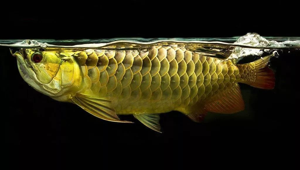 金头镇宅龙鱼,镇宅龙鱼放在什么方向