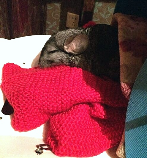 龙猫需要绝育吗,龙猫生子要注意什么