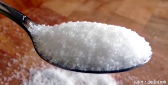 你见过猫咪喝水吗,猫咪是怎么出汗的