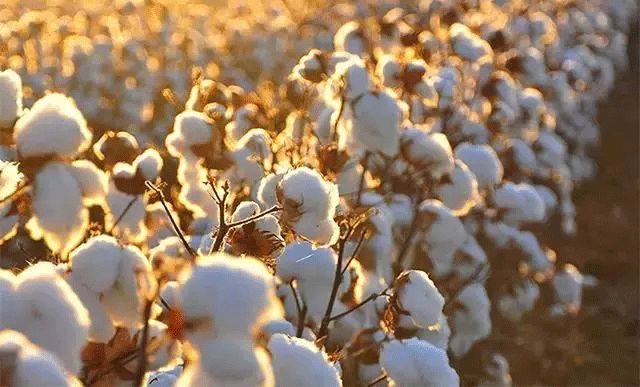 亨利领冬款,穿上就有肌肉感的亨利衫