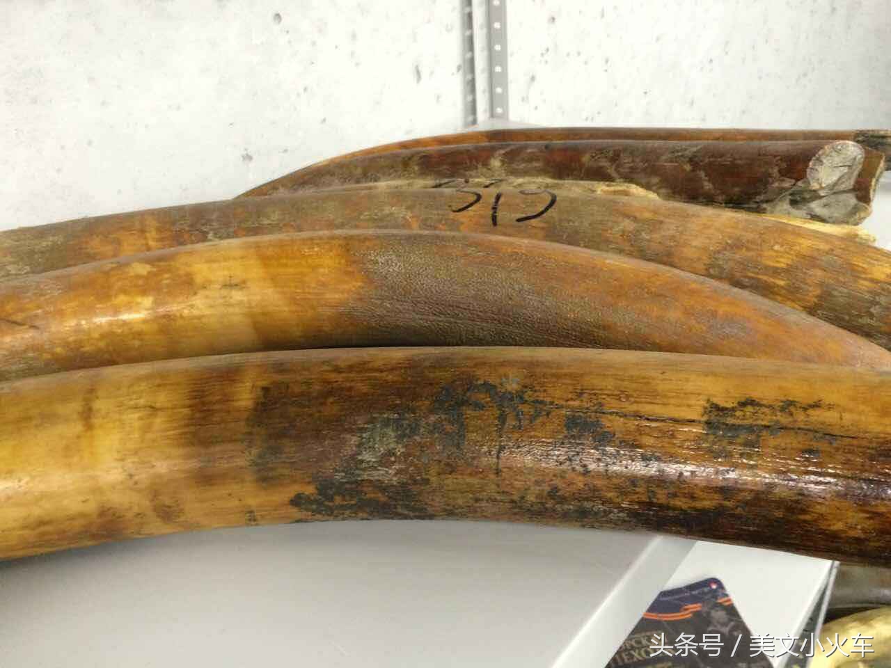 一起探秘猛犸象牙,最完整的猛犸象牙