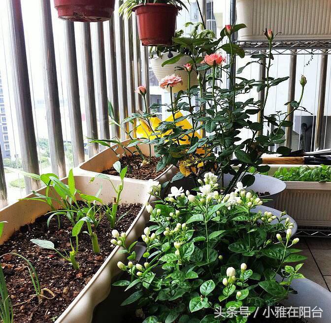 10种阳台菜种植方法,8个阳台种菜的小诀窍