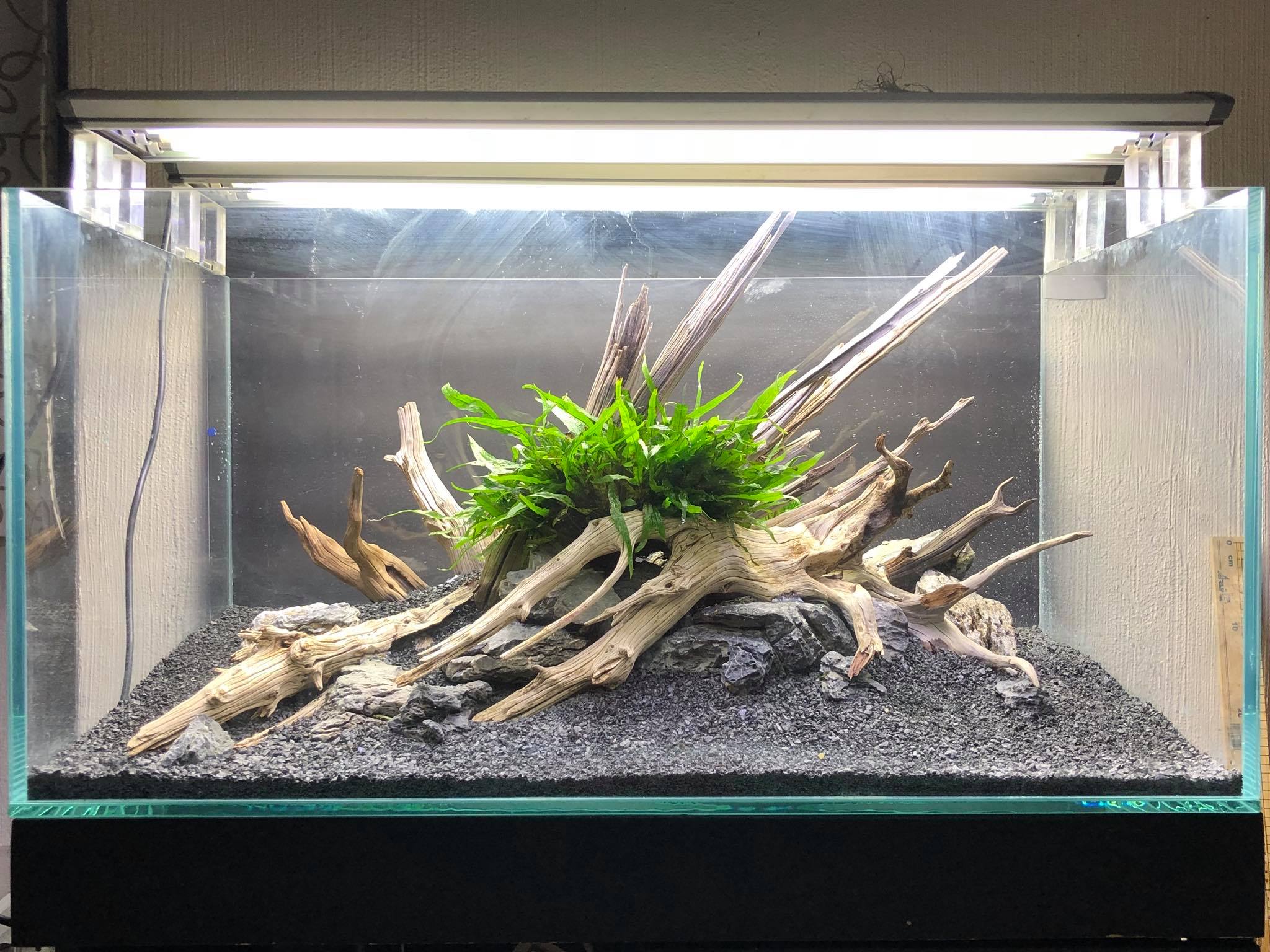 草缸的水草怎么搭配,新手草缸如何搭配水草