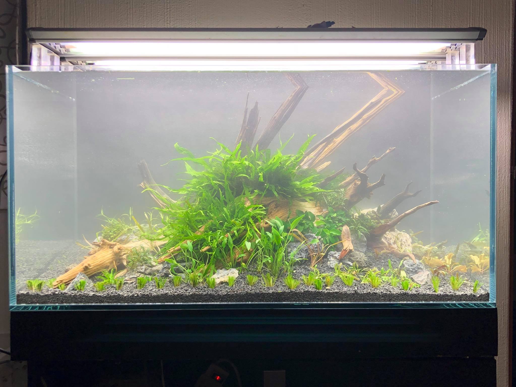 草缸的水草怎么搭配,新手草缸如何搭配水草