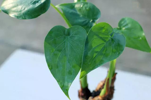 水培滴水观音怎么养才能旺盛,横式滴水观音土培养殖方法