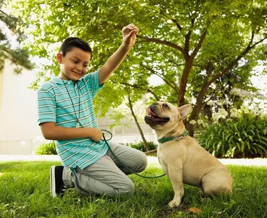 巴哥犬适合吃奶糕蛋黄狗粮吗,巴哥犬不喂狗粮会怎样