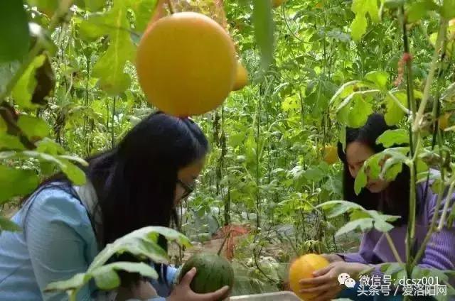 孟津最好的草莓采摘地点,冬季孟津采摘园