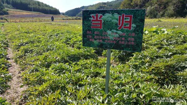 你不知道的创业小项目,农村创业什么才是挣钱的门路