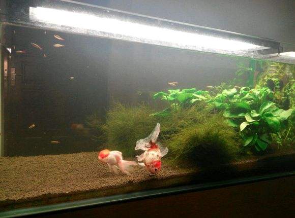 为什么金鱼养得好好的怎么就死了,为什么金鱼一养就死