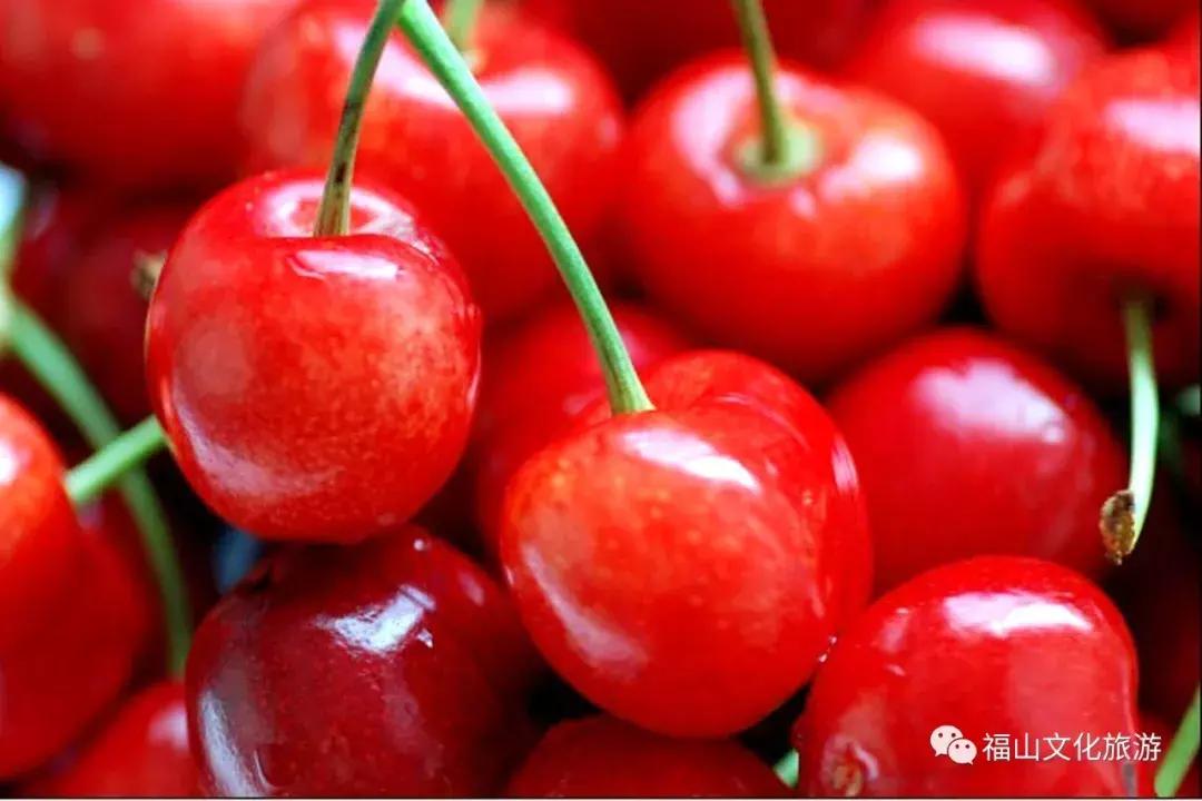 2020年烟台大棚樱桃采摘,最美樱桃季烟台露天大樱桃采摘啦