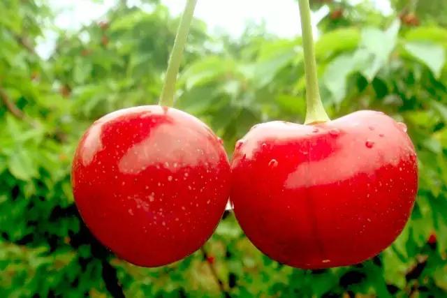 2020年烟台大棚樱桃采摘,最美樱桃季烟台露天大樱桃采摘啦