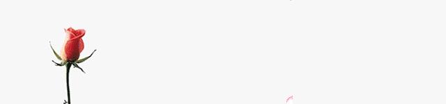 凌晨三点到六点的玫瑰,80℃的水,三分钟时间