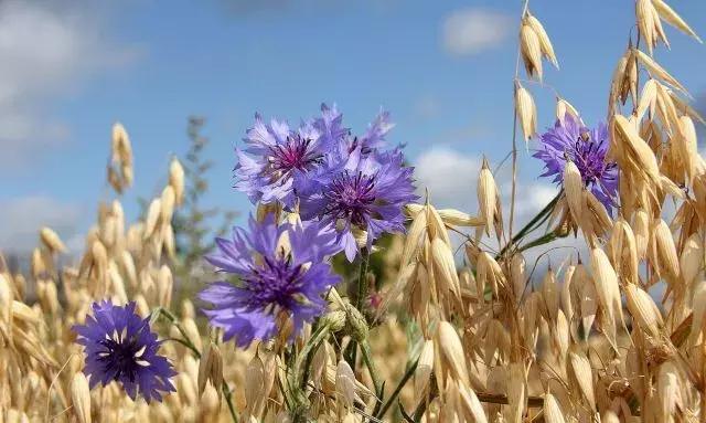 金堂鲜花山谷风景区门票多少钱,鲜花山谷金堂