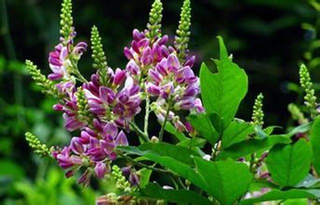 慢性宫颈炎的克星食物,妇科炎症别担心用妇炎洁