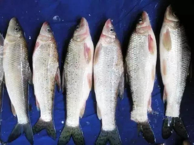 鲟鳇鱼黑龙江纯野生,黑龙江原来最大的鱼鳇鱼