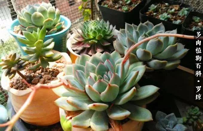 我的爱多肉原版视频,多肉我的一生所爱原版