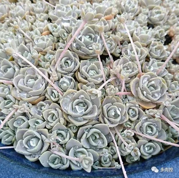 多肉徒长的原因和解决方法,多肉徒长的原因及处理方法