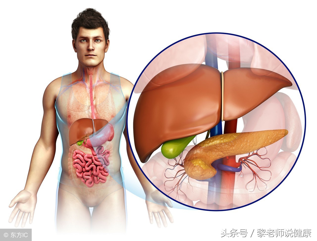 夏季炎热食欲不振怎么办,连雨天吃什么祛湿气最好