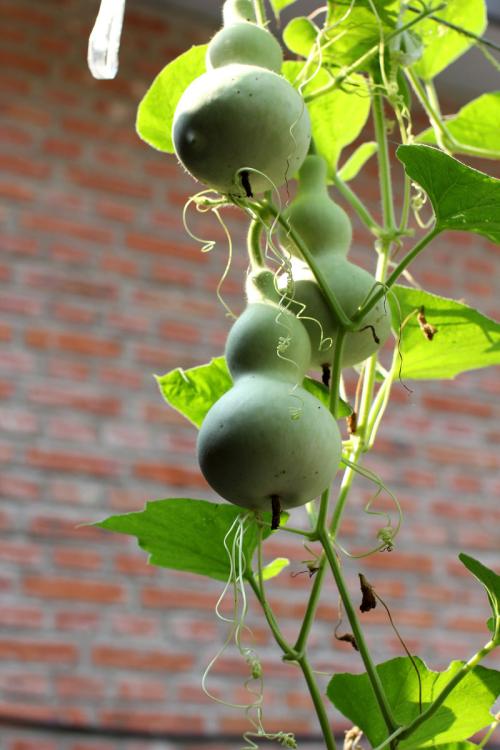 阳台上如何盆栽小葫芦,阳台怎么种植小葫芦