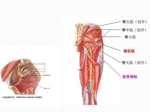坐骨结节与坐骨神经解剖,坐骨神经结节痛治疗最好的方法