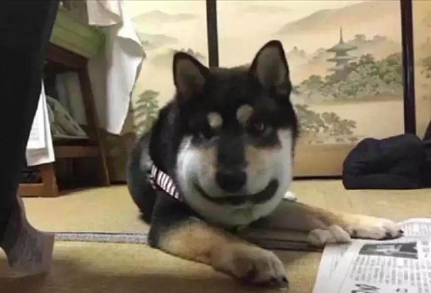 二哈被密蜂蜇,被蜜蜂蜇的狗狗事实上是因为什么