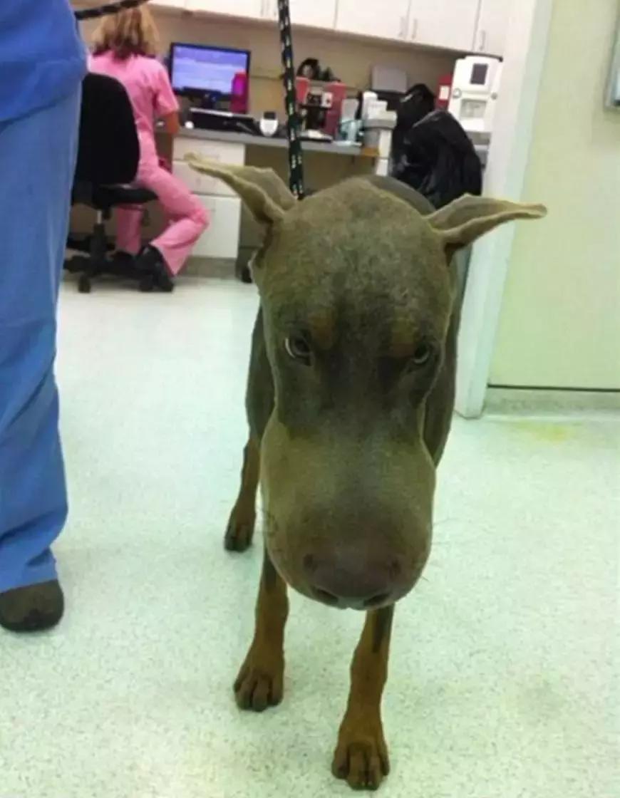 二哈被密蜂蜇,被蜜蜂蜇的狗狗事实上是因为什么