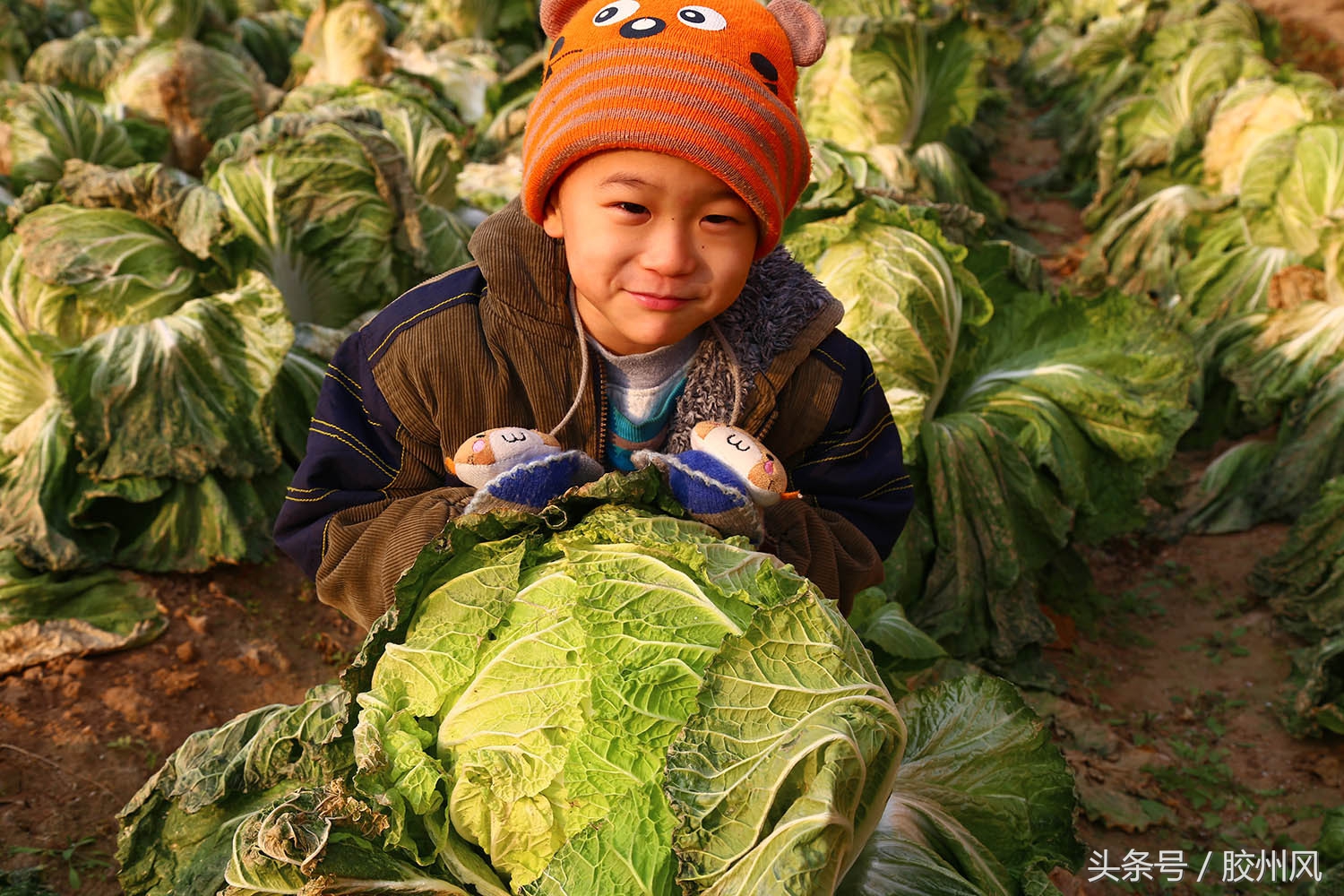 胶州大白菜最正宗,胶州大白菜纪录片